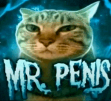 a cat is standing in front of a sign that says " mr penis "