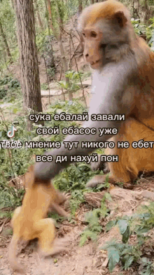 a monkey is standing next to a tree in a forest .