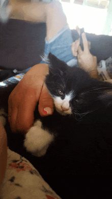 a person holding a black and white cat with a red nail polish