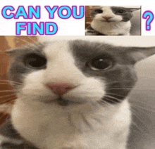 a gray and white cat is looking at the camera with the words `` can you find ? '' above it .