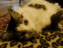 Cute Cat GIF - Cute Cat Fluffy GIFs