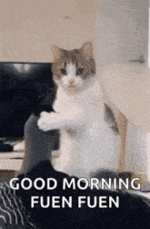 Wake Up Cat GIF - Wake Up Cat Kitty GIFs