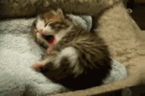 Yawn Cute Animals GIF - Yawn Cute Animals Cute Cat - Discover ...