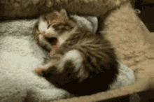 Yawn Cute Animals GIF - Yawn Cute Animals Cute Cat GIFs