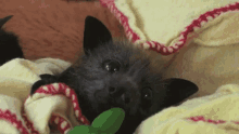 Bat Cuddle GIF - Bat Cuddle Sleepy GIFs