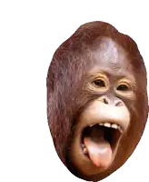 a close up of a monkey with its tongue out