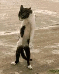 Hamzeh Sad Cat Dance GIF - Hamzeh Sad Cat Dance - Discover & Share
