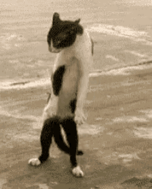 Dance Cats GIF - Dance Cats GIFs