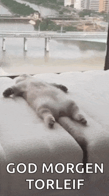 Cat Sleep GIF - Cat Sleep Good Morning GIFs