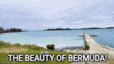 Bermuda GIF - Bermuda GIFs