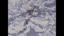 Ant Vs Mosquito Hostage GIF - Ant Vs Mosquito Hostage Fight GIFs