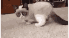 Grumpycat Out GIF - Grumpycat Grumpy Cat GIFs