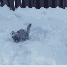 Ferret Deep Snow GIF - Ferret Deep Snow GIFs