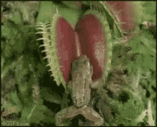 venus fly trap ouch frog