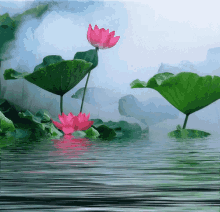 Lovely Flowers GIF - Lovely Flowers Smoky GIFs
