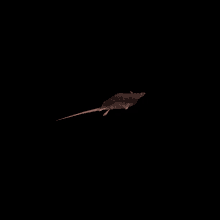 Deus Ex Swimming Rat GIF