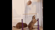 Funny Trying GIF - Funny Trying Animals GIFs