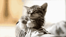 Happy Kitten GIF - Happy Kitten Cat GIFs