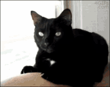Cat Does Not Like Cheese GIF - Cats Barf Vomit GIFs