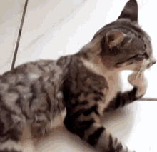 gato chato ocupado incomodo banho