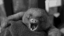 Sleepy Sloth Yawn GIF - Sleepy Sloth Yawn Animals GIFs