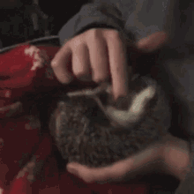 Hedgehog Pets GIF