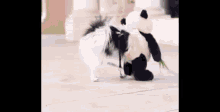 Funny Animals Dogs GIF - Funny Animals Dogs Pandas GIFs