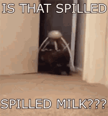 vibetribe spilled spilled milk