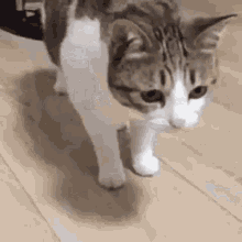GIF