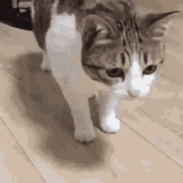 Cat Fall Ground Drop Oof Oop Die Play Dead GIF Cat Fall Ground Drop