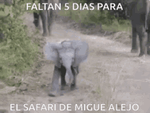 safari elefante migue alejo masakanero