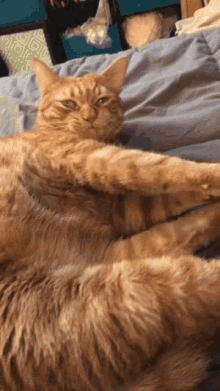 Cat Too Bright GIF - Cat Too Bright Stretching GIFs