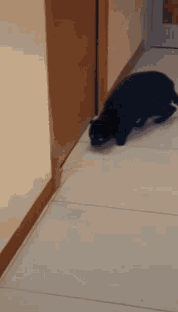 Cat Mouse GIF - Cat Mouse Confused GIFs