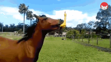 Horse Playing Rubber Chicken Playing Horse GIF