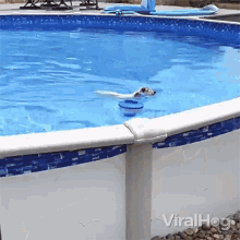 Swimming Viralhog GIF - Swimming Viralhog Getting Out Of The Pool GIFs