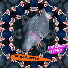 Metapigeon Staplepigeon GIF - Metapigeon Staplepigeon Stapleverse GIFs