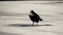 Crow GIF - Crow Bird Wtf GIFs