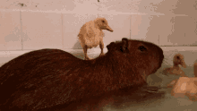 Ok I Pull Up Capybara GIF - Ok I Pull Up Capybara GIFs