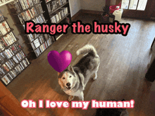 a husky dog with a pink heart on its head and the words oh i love my human