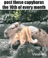 a group of capybaras and a cat on a rock .