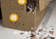 Akita Box GIF - Akita Box Cute GIFs