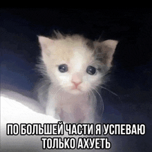 a picture of a kitten with a caption that says " по большей части я успеваю только ахнуть "