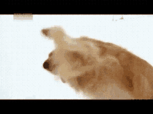 Golden Retriever Dog GIF - Golden Retriever Dog Snow GIFs
