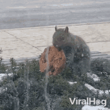 Squirrel Eating Cookie Viralhog GIF - Squirrel Eating Cookie Viralhog Munching Cookie GIFs
