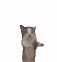 tacobell jumping cat