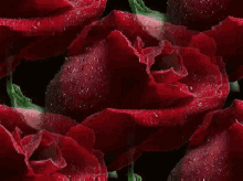 a close up of red roses with water drops on them