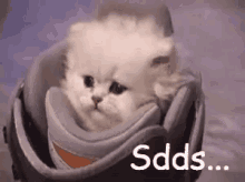 a small white kitten is sitting in a helmet with the words `` sdds '' written on it .