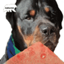 rottweiler watermelon cute eat hungry