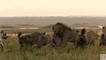 fight hyenas encircled lion lions