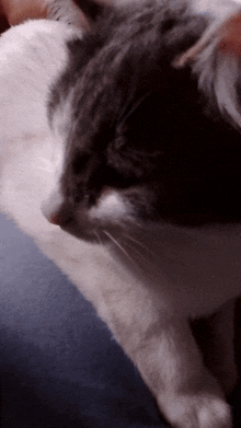a close up of a gray and white cat laying on a bed